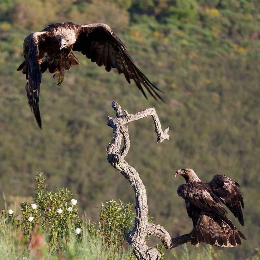 Cielo Abierto Daire Berzocana Dış mekan fotoğraf