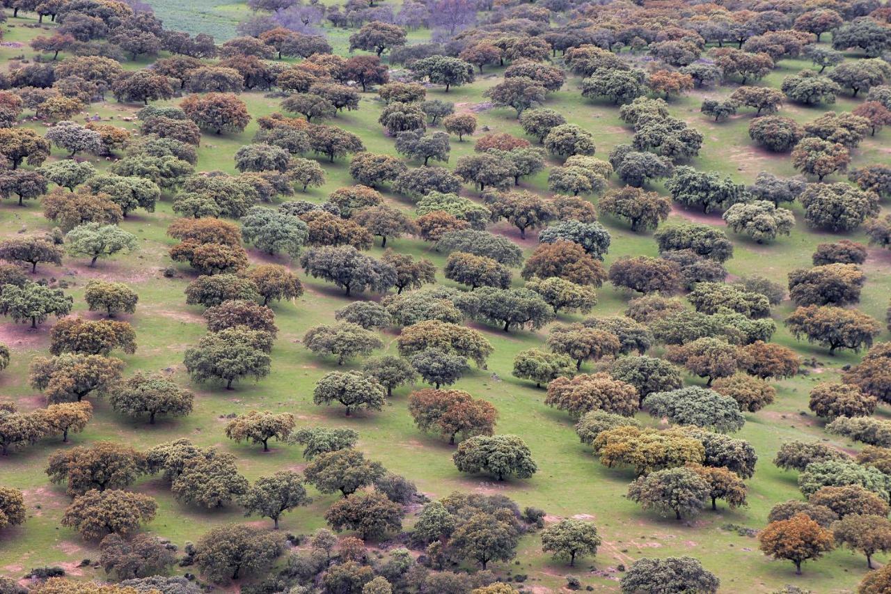 Cielo Abierto Daire Berzocana Dış mekan fotoğraf